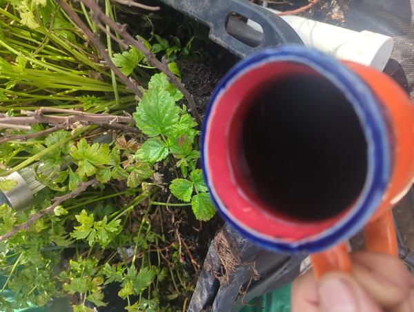 Jezra's coffee picture 2023-04-18