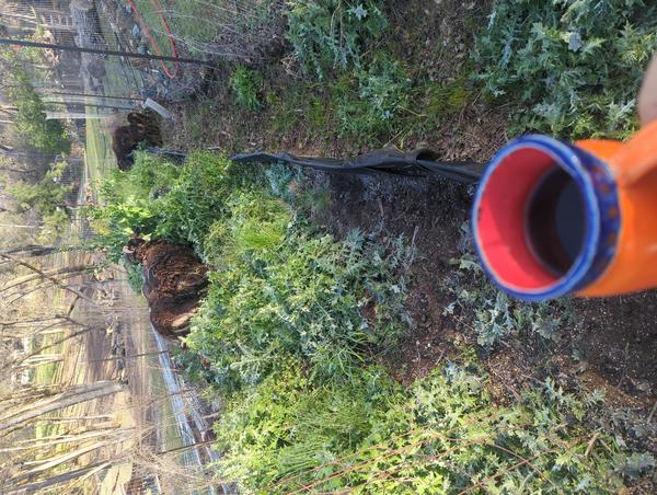Jezra's coffee picture 2023-04-19