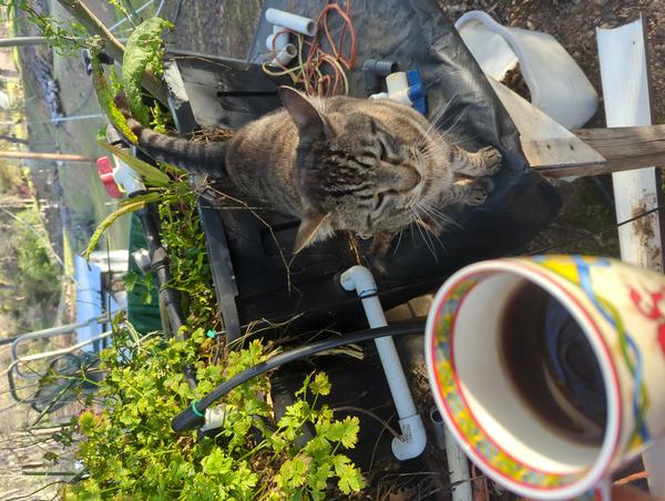 Jezra's coffee picture 2023-04-25