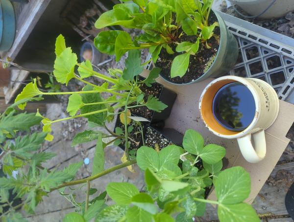 Jezra's coffee picture 2023-05-10