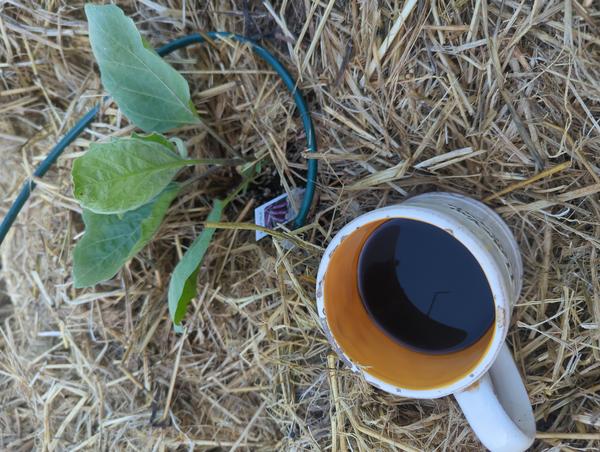 Jezra's coffee picture 2023-05-15