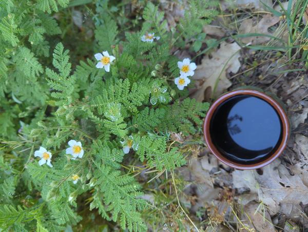 Jezra's coffee picture 2023-05-27