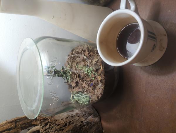 Jezra's coffee picture 2025-05-04