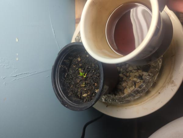 Jezra's coffee picture 2025-05-12