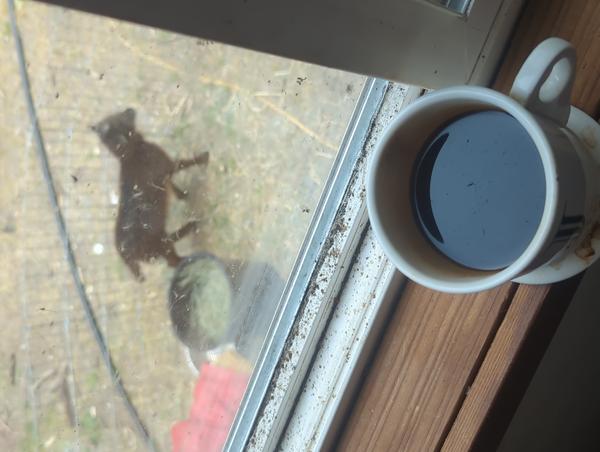 Jezra's coffee picture 2025-05-17
