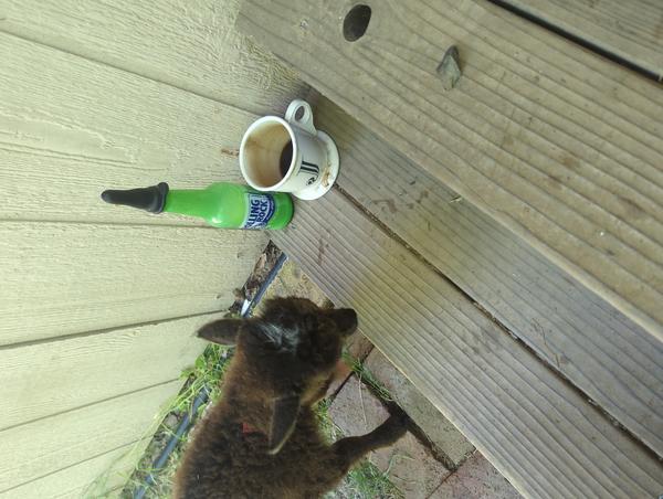 Jezra's coffee picture 2025-05-18