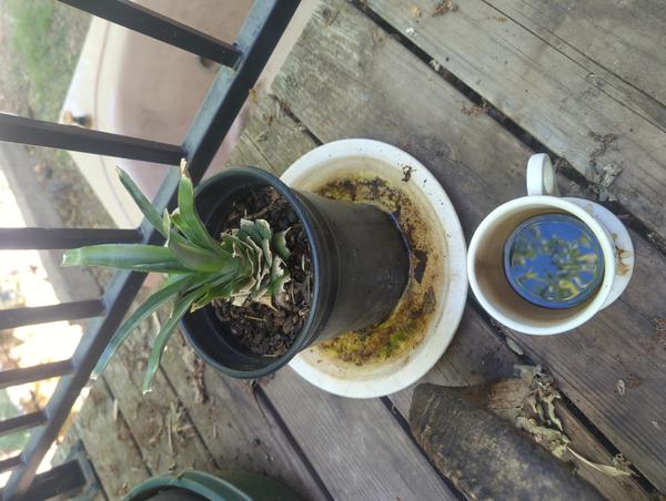 Jezra's coffee picture 2025-05-21