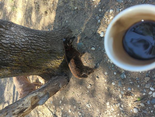 Jezra's coffee picture 2025-05-28