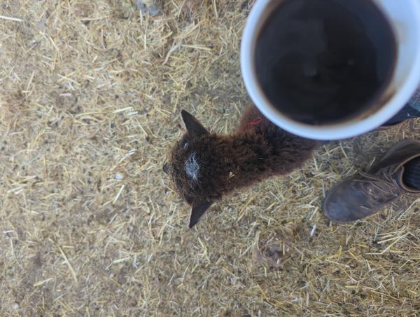 Jezra's coffee picture 2025-05-30