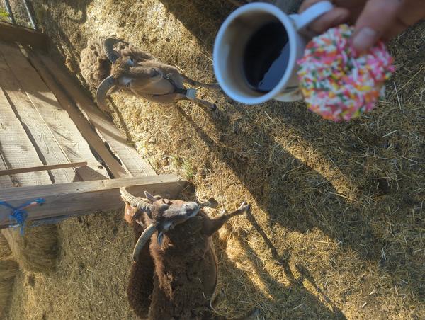 Jezra's coffee picture 2025-05-31