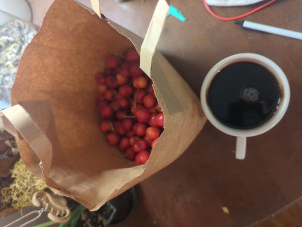 Jezra's coffee picture 2025-06-02