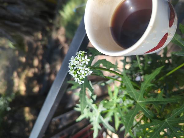 Jezra's coffee picture 2025-06-18