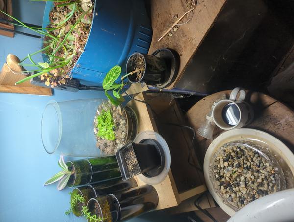 Jezra's coffee picture 2025-06-19