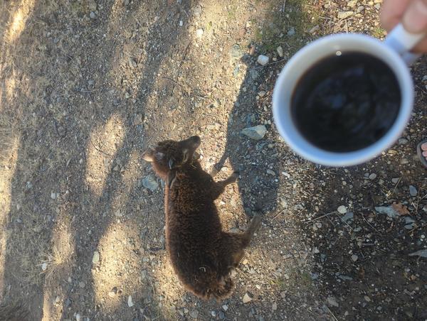 Jezra's coffee picture 2025-06-27