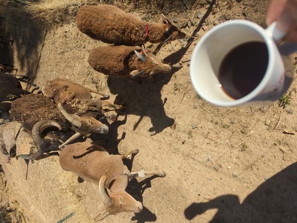 Jezra's coffee picture 2025-07-01