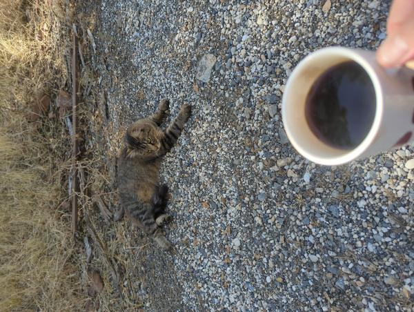 Jezra's coffee picture 2025-07-03