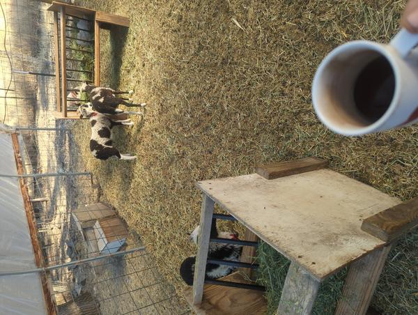 Jezra's coffee picture 2025-07-14