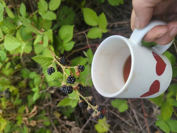 Jezra's coffee picture 2025-07-22