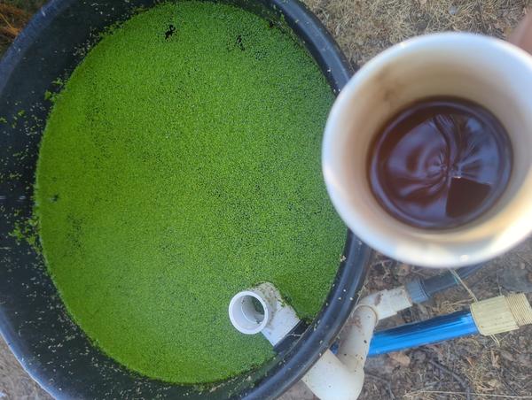 Jezra's coffee picture 2025-08-01
