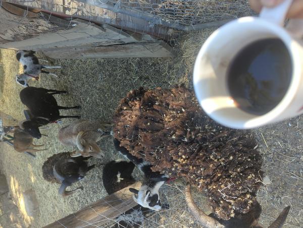 Jezra's coffee picture 2025-08-02
