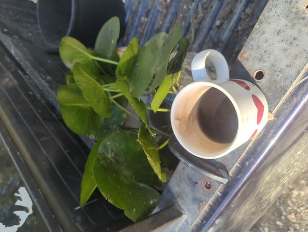 Jezra's coffee picture 2025-08-19