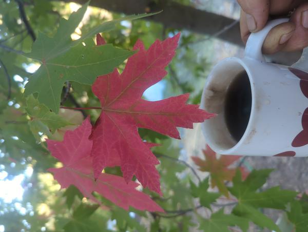 Jezra's coffee picture 2025-08-25