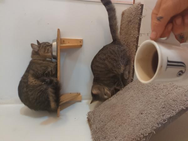 Jezra's coffee picture for 2025-09-29