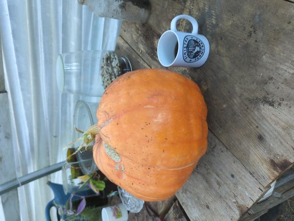 Jezra's coffee picture for 2025-10-30