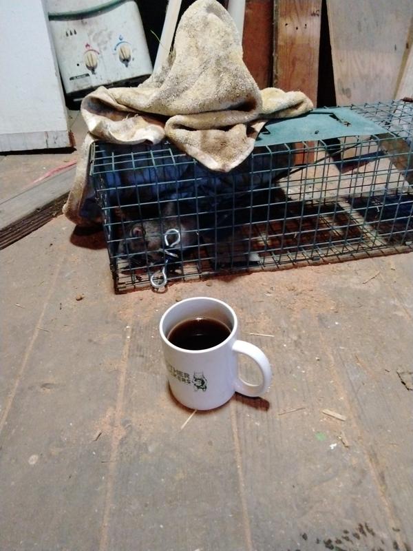 Jezra's coffee picture for 2025-11-08