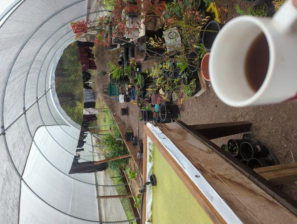 Jezra's coffee picture for 2025-11-16