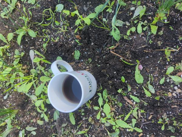 Jezra's coffee picture for 2025-11-21