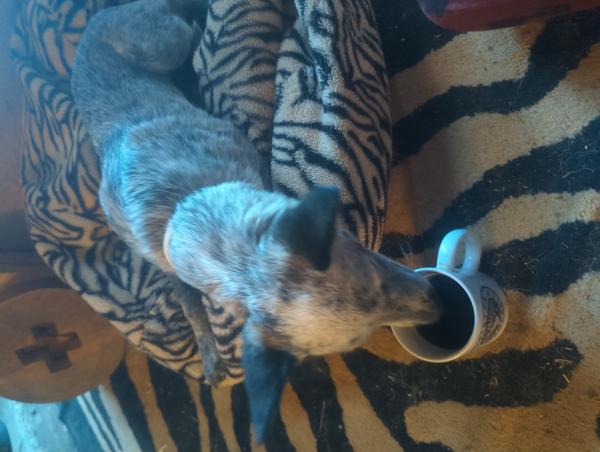 Jezra's coffee picture for 2026-01-01