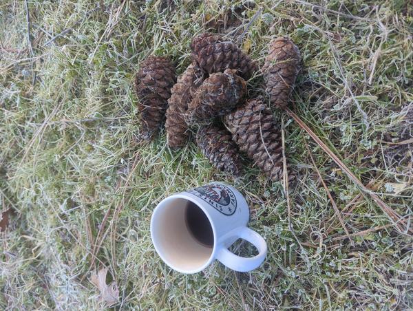 Jezra's coffee picture for 2026-01-10