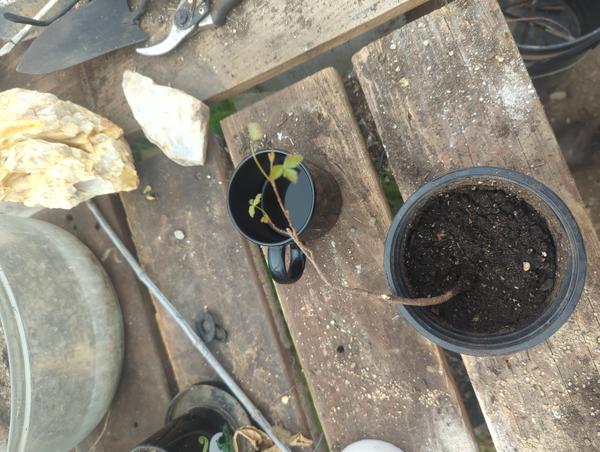 Jezra's coffee picture for 2026-02-09