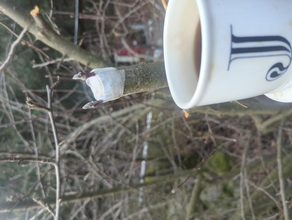 Jezra's coffee picture for 2026-02-10