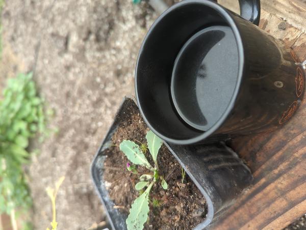 Jezra's coffee picture for 2026-02-11