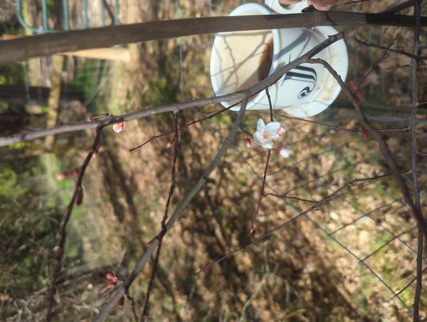 Jezra's coffee picture for 2026-02-23