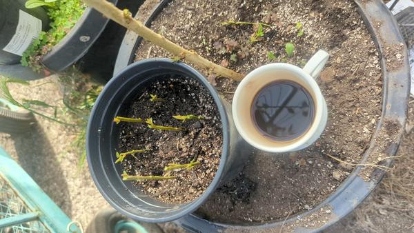 Jezra's coffee picture for 2026-02-26