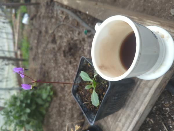 Jezra's coffee picture for 2026-03-01