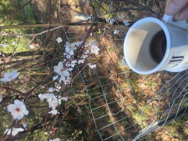 Jezra's coffee picture for 2026-03-02