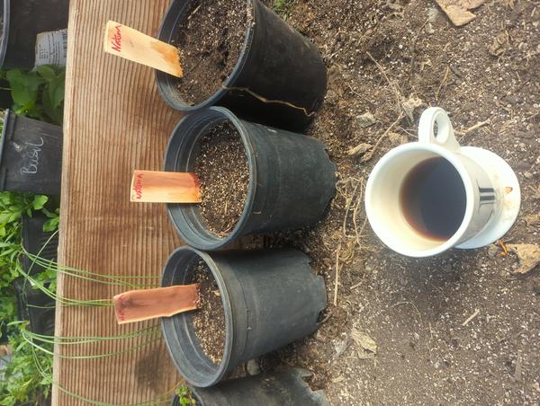 Jezra's coffee picture for 2026-03-10