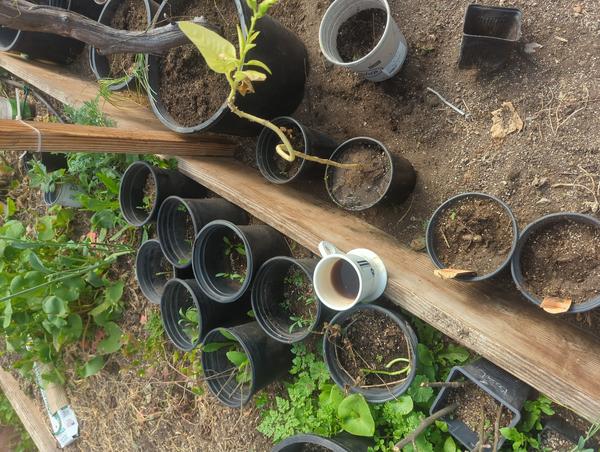 Jezra's coffee picture for 2026-03-13