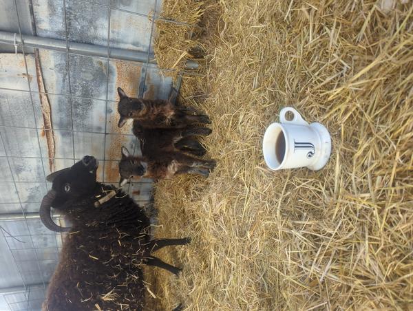 Jezra's coffee picture for 2026-03-14