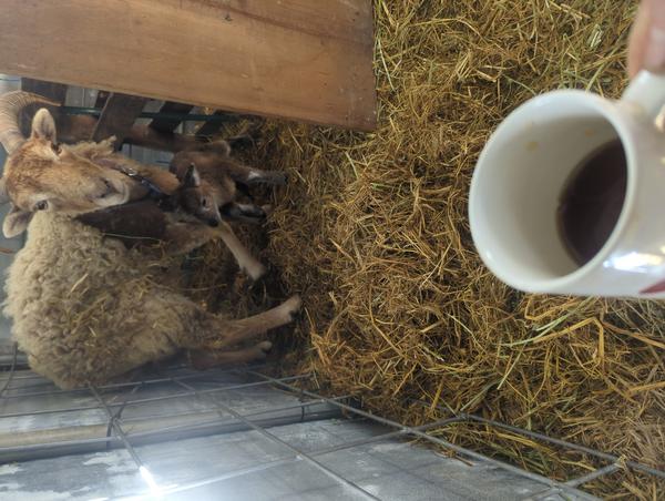 Jezra's coffee picture for 2026-03-22