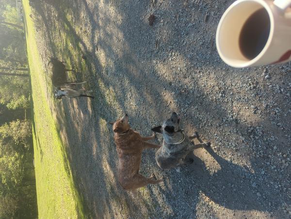 Jezra's coffee picture for 2026-03-24