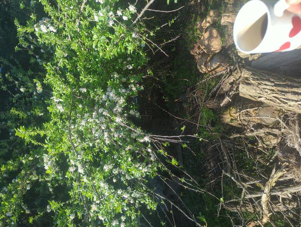 Jezra's coffee picture for 2026-03-28