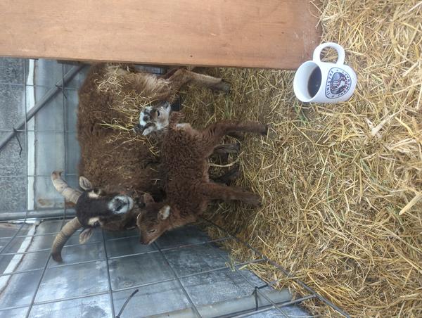 Jezra's coffee picture for 2026-04-04