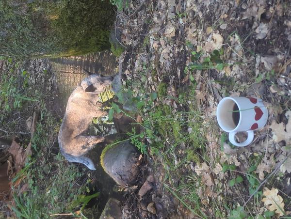 Jezra's coffee picture for 2026-04-07