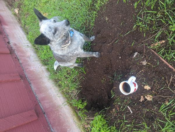 Jezra's coffee picture for 2026-04-08