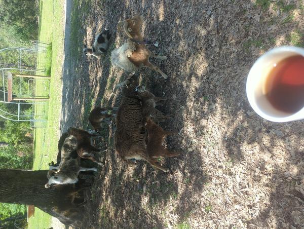 Jezra's coffee picture for 2026-04-13